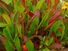 2013-08-18_Regina-F-Rau_Schachen_Blumen  (055).JPG